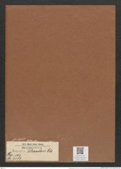 Eunotia tetraodon Ehr. (de-Toni-Nr.: Genus 104, Species 3183) Zeichnungen Sammlung Grunow Mappe 03424 (Herbarium_W_Grunow_drawings_Folder_03424)